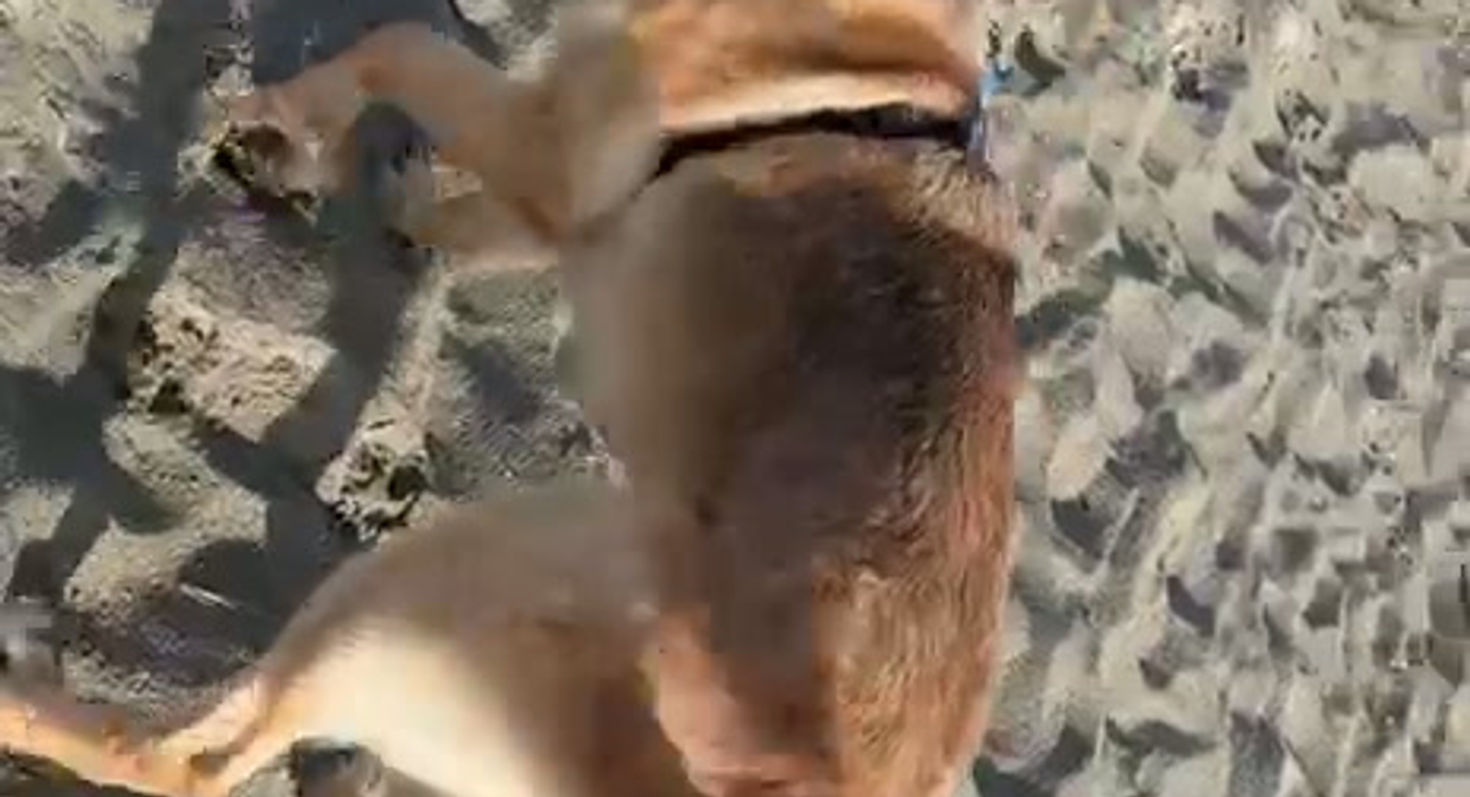 WhatsApp Video 2026-03-30 at 08.34.37